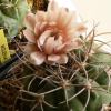 Vai alla scheda di Gymnocalycium mazanense