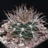 Vai alla scheda di Gymnocalycium mazanense v. ferox