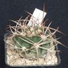 Vai alla scheda di Gymnocalycium mazanense v. polycephalum