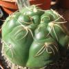 Vai alla scheda di Gymnocalycium megalothelon