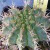 Vai alla scheda di Gymnocalycium megatae