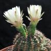 Vai alla scheda di Gymnocalycium mesopotamicum