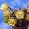 Vai alla scheda di Gymnocalycium mihanovichii