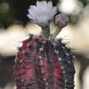 Vai alla scheda di Gymnocalycium mihanovichii cv. hibotan nishiki