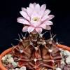 Vai alla scheda di Gymnocalycium mihanovichii cv. nishiki