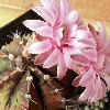 Vai alla scheda di Gymnocalycium mihanovichii v. friedrichii