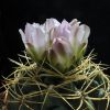 Vai alla scheda di Gymnocalycium monvillei