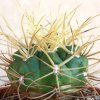 Vai alla scheda di Gymnocalycium monvillei v. steineri