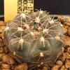 Vai alla scheda di Gymnocalycium morroense