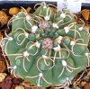 Vai alla scheda di Gymnocalycium moserianum