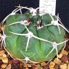 Vai alla scheda di Gymnocalycium mostii