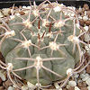 Vai alla scheda di Gymnocalycium mucidum