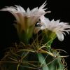 Vai alla scheda di Gymnocalycium multiflorum