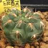 Vai alla scheda di Gymnocalycium nataliae