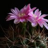 Vai alla scheda di Gymnocalycium neuhuberi