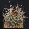 Vai alla scheda di Gymnocalycium nidulans