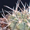 Vai alla scheda di Gymnocalycium nigriareolatum