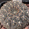 Vai alla scheda di Gymnocalycium obductum