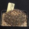 Vai alla scheda di Gymnocalycium occultum