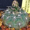 Vai alla scheda di Gymnocalycium ochoterenae