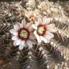 Vai alla scheda di Gymnocalycium ochoterenae ssp. vatteri