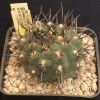 Vai alla scheda di Gymnocalycium ochoterenae v. cinereum