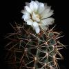 Vai alla scheda di Gymnocalycium ochoterenae v. herbsthoferianum