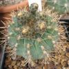 Vai alla scheda di Gymnocalycium ochoterenae v. scoparium