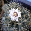 Vai alla scheda di Gymnocalycium odoratum