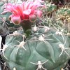 Vai alla scheda di Gymnocalycium oenanthemum