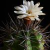 Vai alla scheda di Gymnocalycium paediophilum