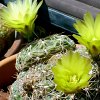 Vai alla scheda di Gymnocalycium paraguayense