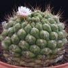 Vai alla scheda di Gymnocalycium pflanzii