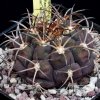 Vai alla scheda di Gymnocalycium pflanzii v. albipulpa