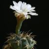 Vai alla scheda di Gymnocalycium piltziorum ssp. huettneri