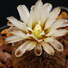 Vai alla scheda di Gymnocalycium platygonum