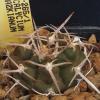 Vai alla scheda di Gymnocalycium prochazkianum