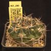 Vai alla scheda di Gymnocalycium prochazkianum ssp. simplex