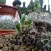 Vai alla scheda di Gymnocalycium proliferum