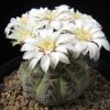 Vai alla scheda di Gymnocalycium pseudoragonesii