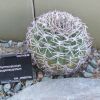 Vai alla scheda di Gymnocalycium pugionacanthum