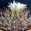 Vai alla scheda di Gymnocalycium pungens