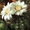 Vai alla scheda di Gymnocalycium quehlianum