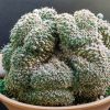 Vai alla scheda di Gymnocalycium quehlianum f. cristatum