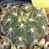 Vai alla scheda di Gymnocalycium quehlianum v. albispinum