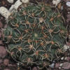 Vai alla scheda di gymnocalycium quehlianum v. flavispinum