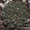 Vai alla scheda di Gymnocalycium quehlianum v. flavispinum