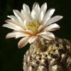 Vai alla scheda di Gymnocalycium ragonesei