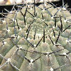 Vai alla scheda di Gymnocalycium riojense