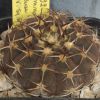 Vai alla scheda di Gymnocalycium riojense ssp. kozelskyanum v. sanjuanense